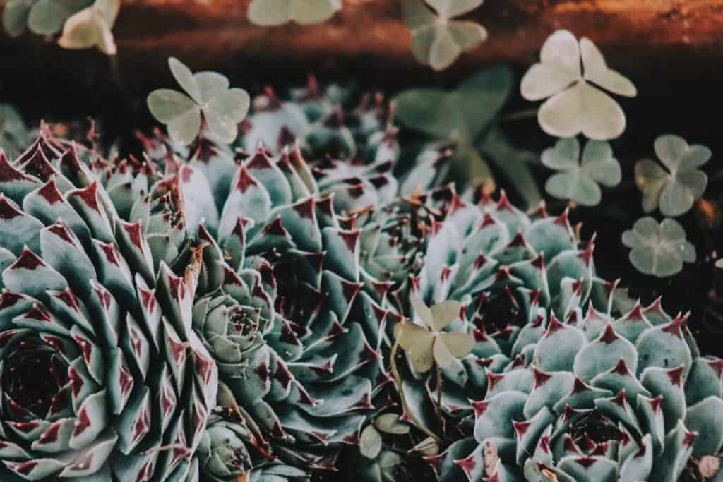 selective focus photography of succulent plant 2504989