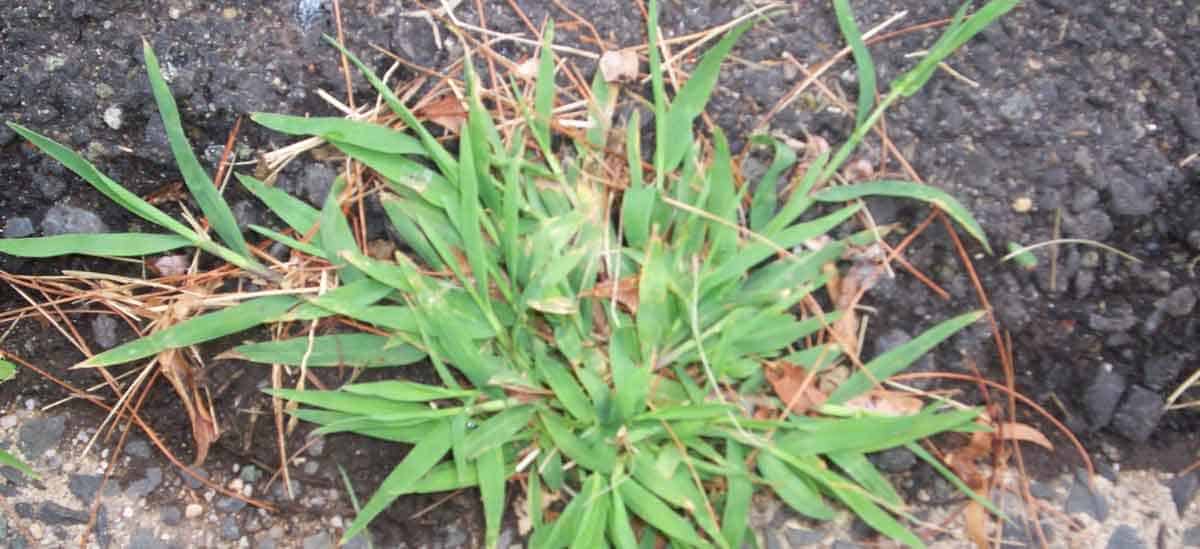 get rid of crabgrass in lawn