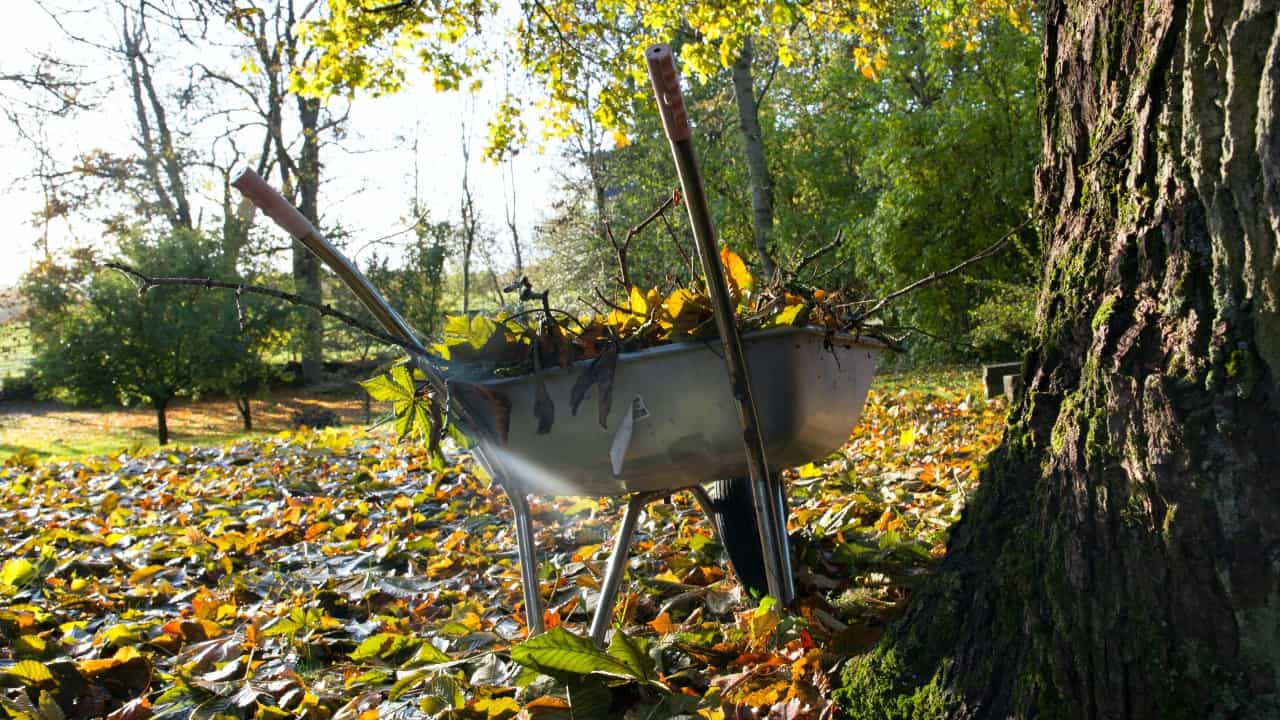 Wheelbarrow with leaves